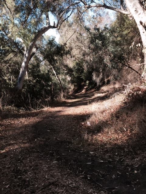 trail path