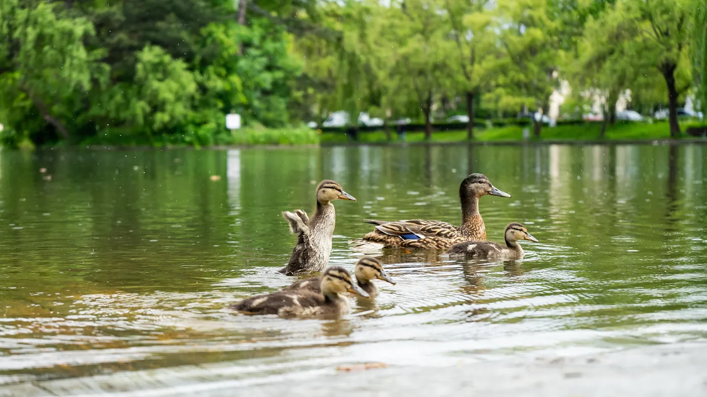 DUCKS