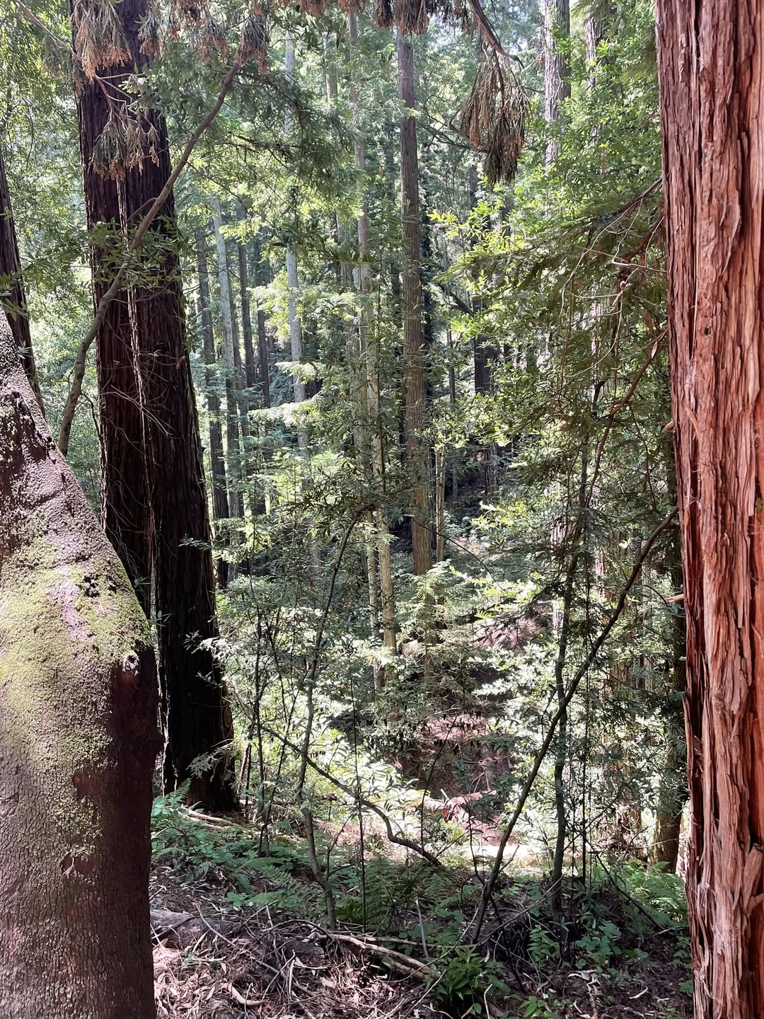 redwoods