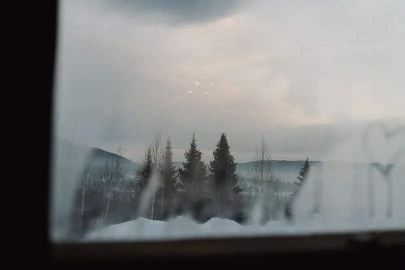 View of Pine Trees from the Glass Window