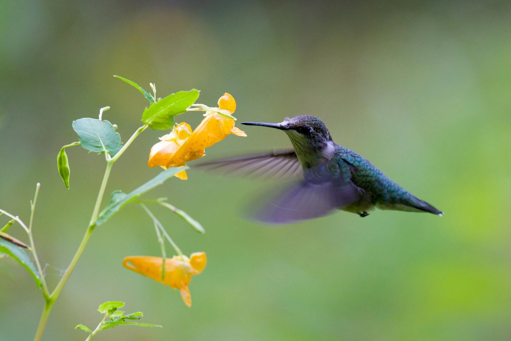 HUMMING BIRD collecting flower honey