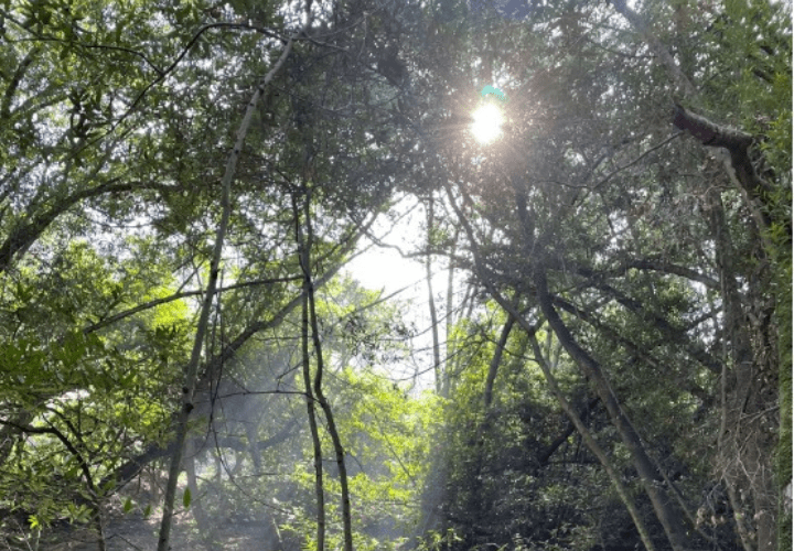 Sunny in the woods