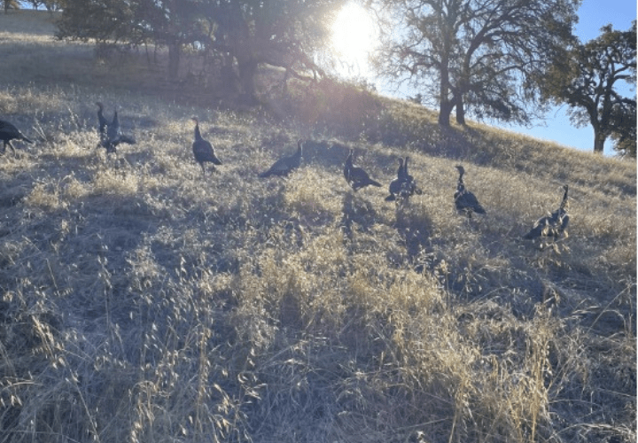 THE SUNDAY WALK