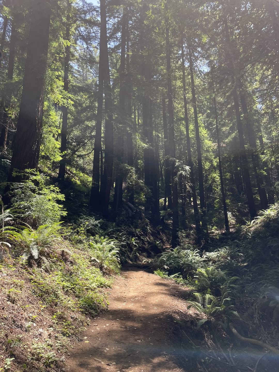 a redwood trail