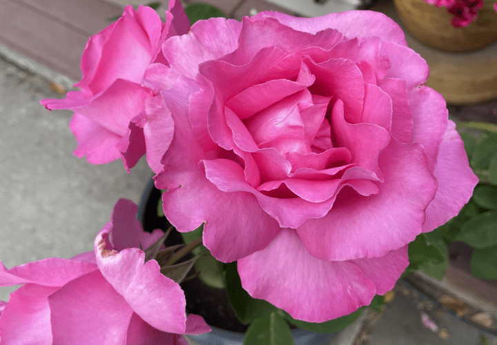 pink rose