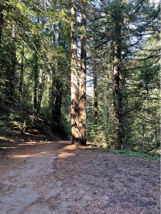 redwoods bathe in sunlight