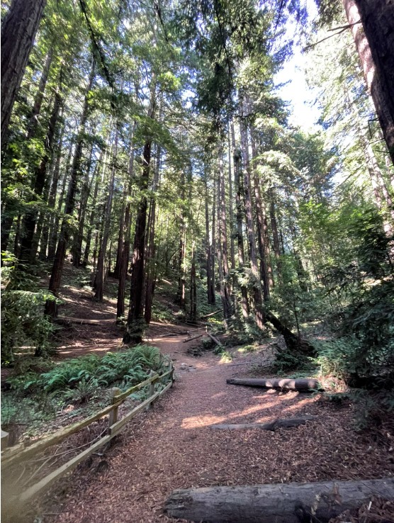 Morning in the redwoods
