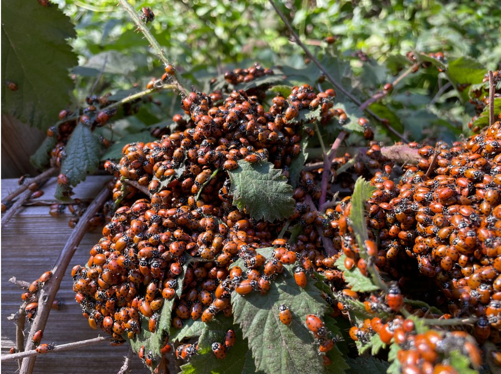 Ladybug central