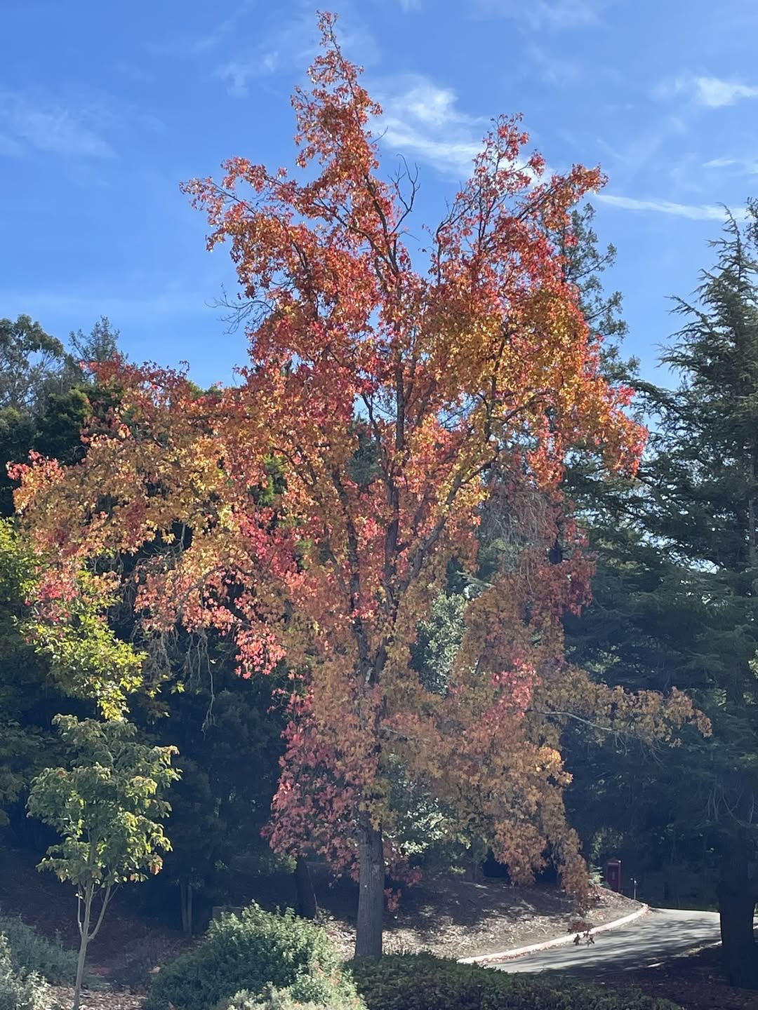 Fall leaves