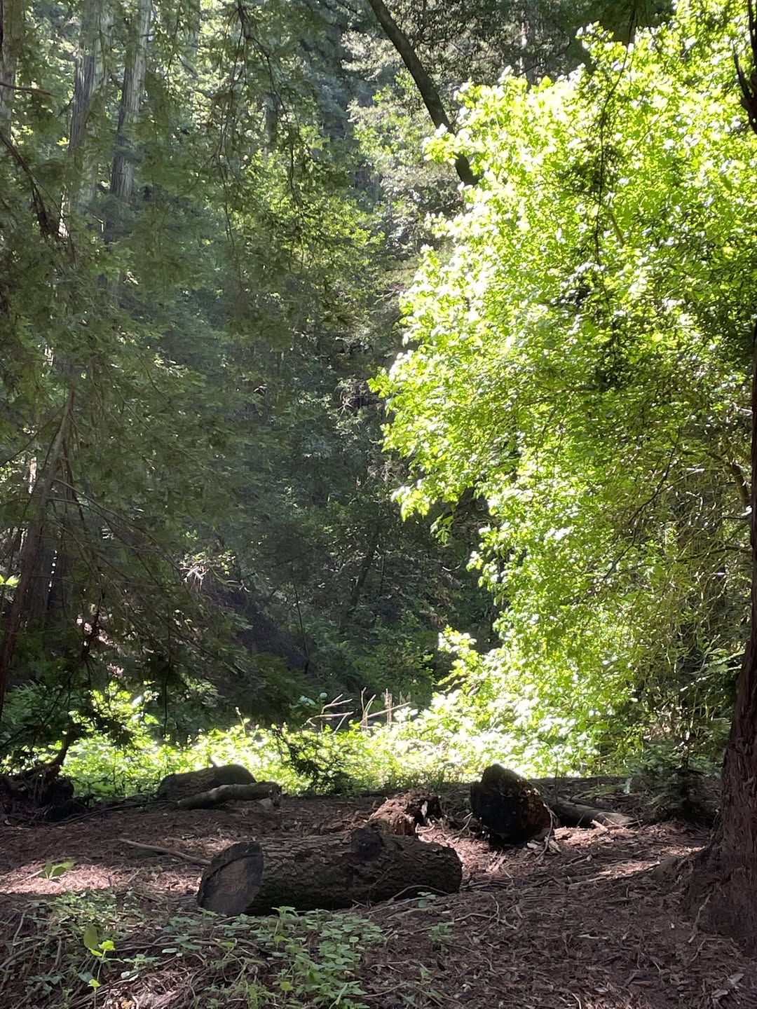 Light Through The Trees