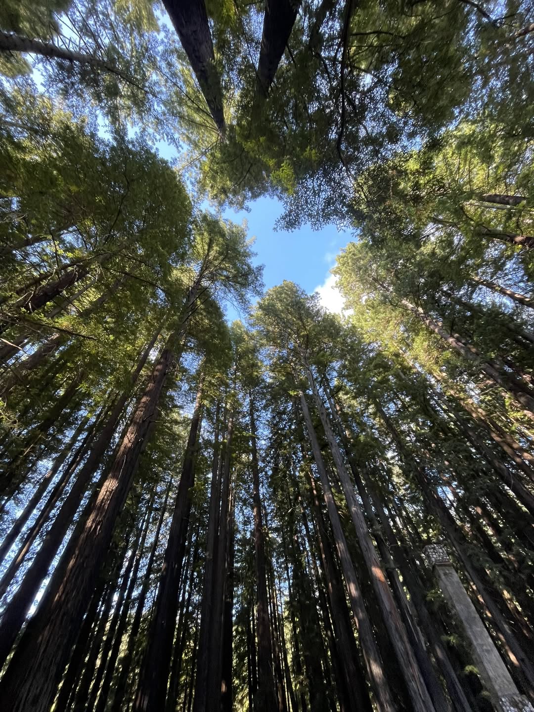 redwood grove